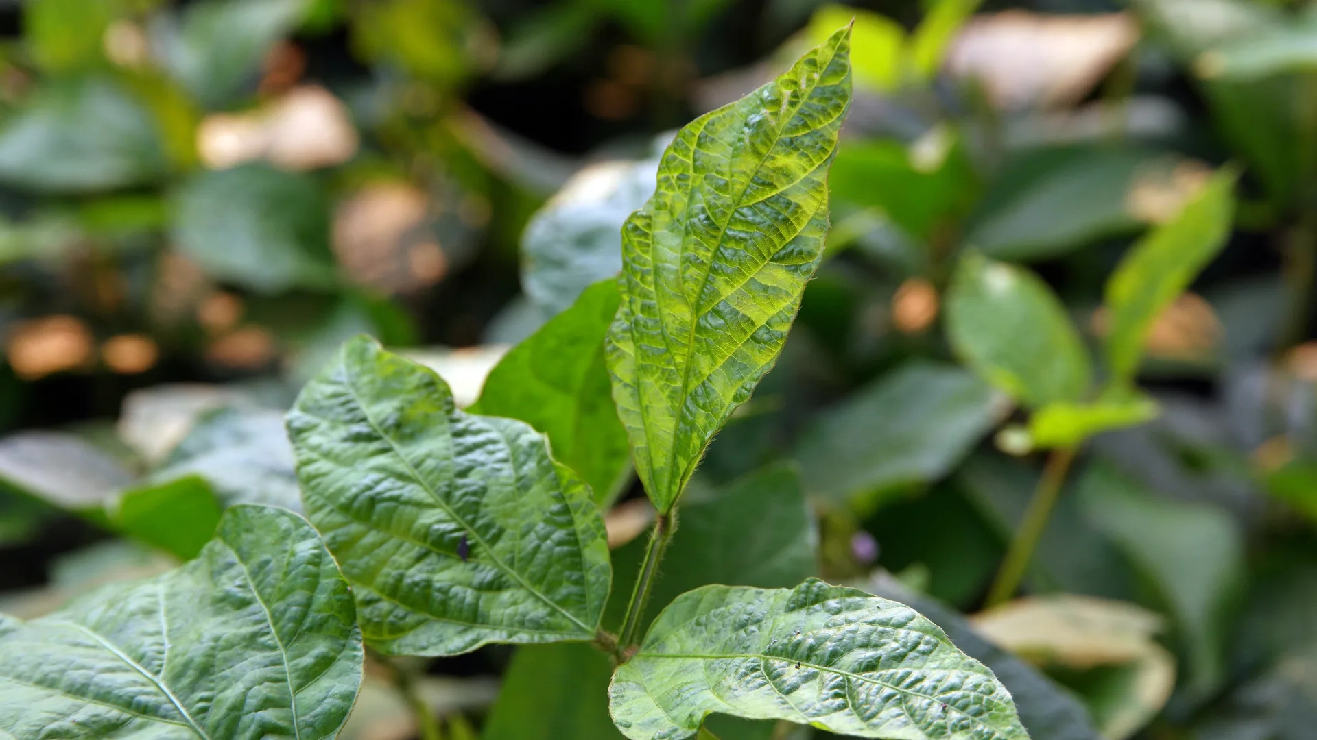 lantas de soja na lavoura com folhas verdes em detalhe