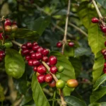amo de cafeeiro com frutos maduros vermelhos e frutos verdes