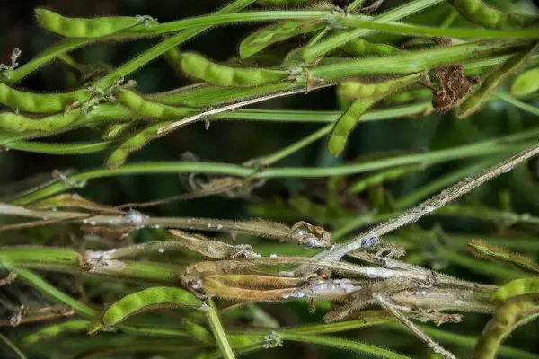 Plantas de soja murchas, com lesões pulvurulentas esbranquiçadas e com vagens e hastes em apodrecimento, característicos da doença mofo-branco.