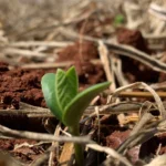 Plântula de soja recém-emergida em solo vermelho coberto por palha, com céu azul ao fundo
