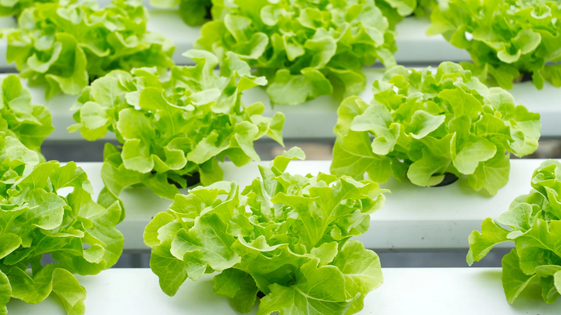 Alfaces verdes em cultivo hidropônico, em canais brancos