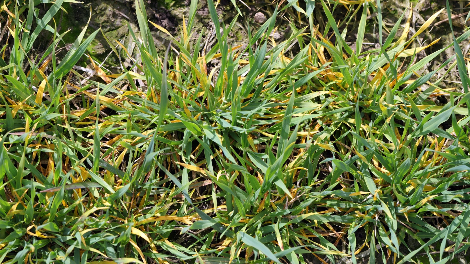 Folhas de trigo com pontas amareladas e manchas alaranjadas, em touceiras sobre o solo