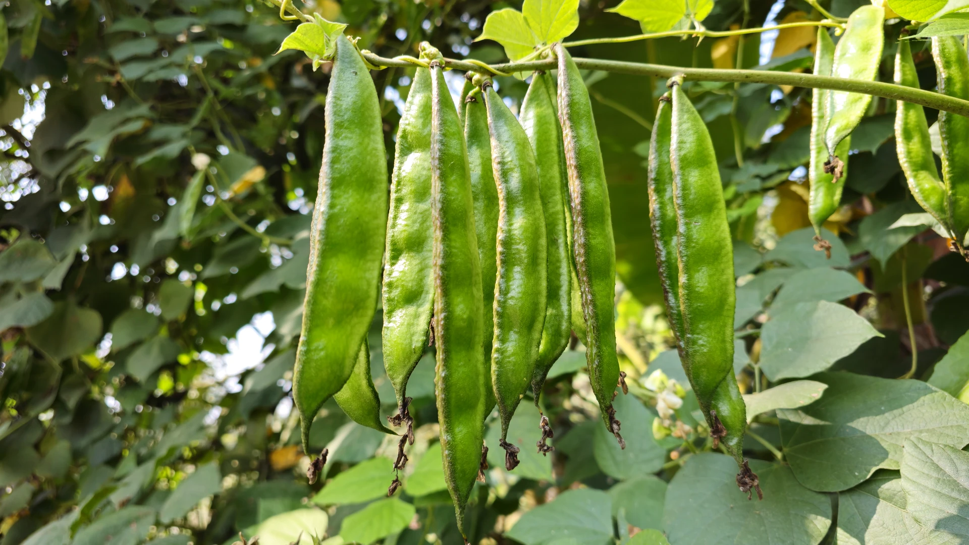 Vagens verdes grandes de feijão penduradas em um galho, entre folhas
