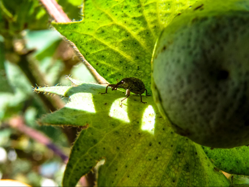 Fotografia macro de um bicudo-do-algodoeiro (Anthonomus grandis) posicionado sobre a folha verde de uma planta de algodão, ao lado de um capulho em desenvolvimento. O inseto exibe o seu característico rostro alongado e coloração acastanhada, sob uma iluminação natural que destaca os detalhes da nervura da folha e a textura do capulho.
