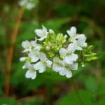 nflorescência de flores brancas com estames amarelos, cercada por folhagem verde