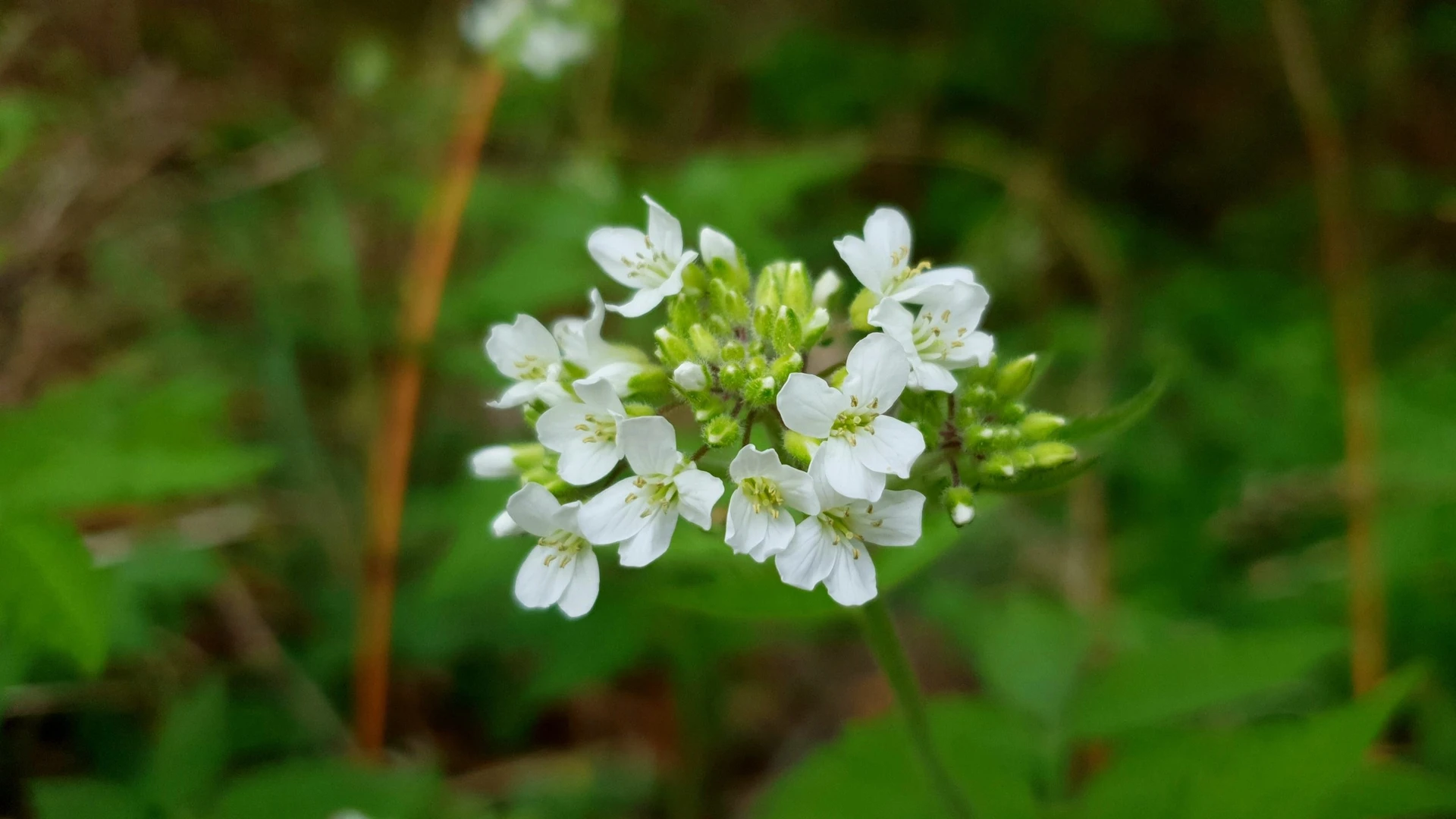 nflorescência de flores brancas com estames amarelos, cercada por folhagem verde