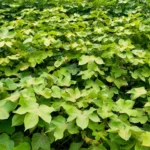 Lavoura de algodão com folhas verdes densas cobrindo toda a área