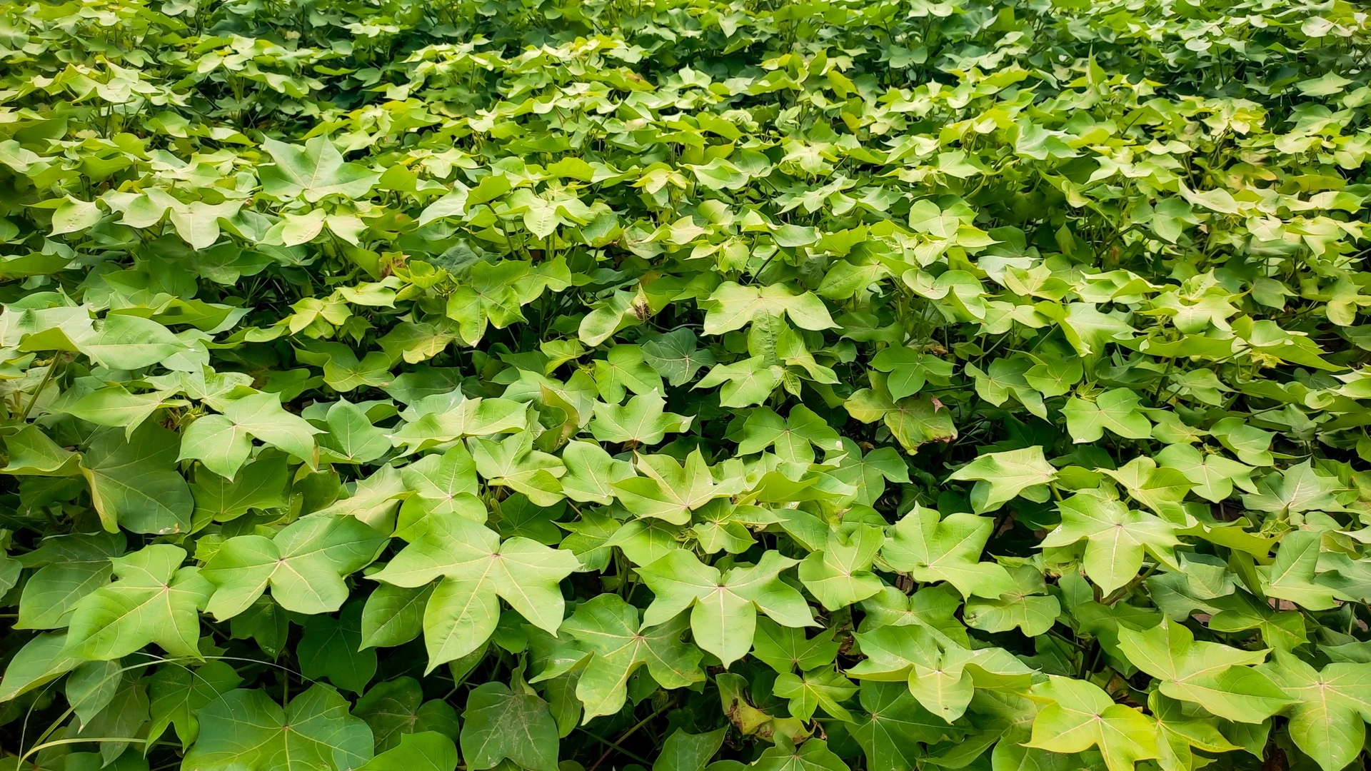 Lavoura de algodão com folhas verdes densas cobrindo toda a área