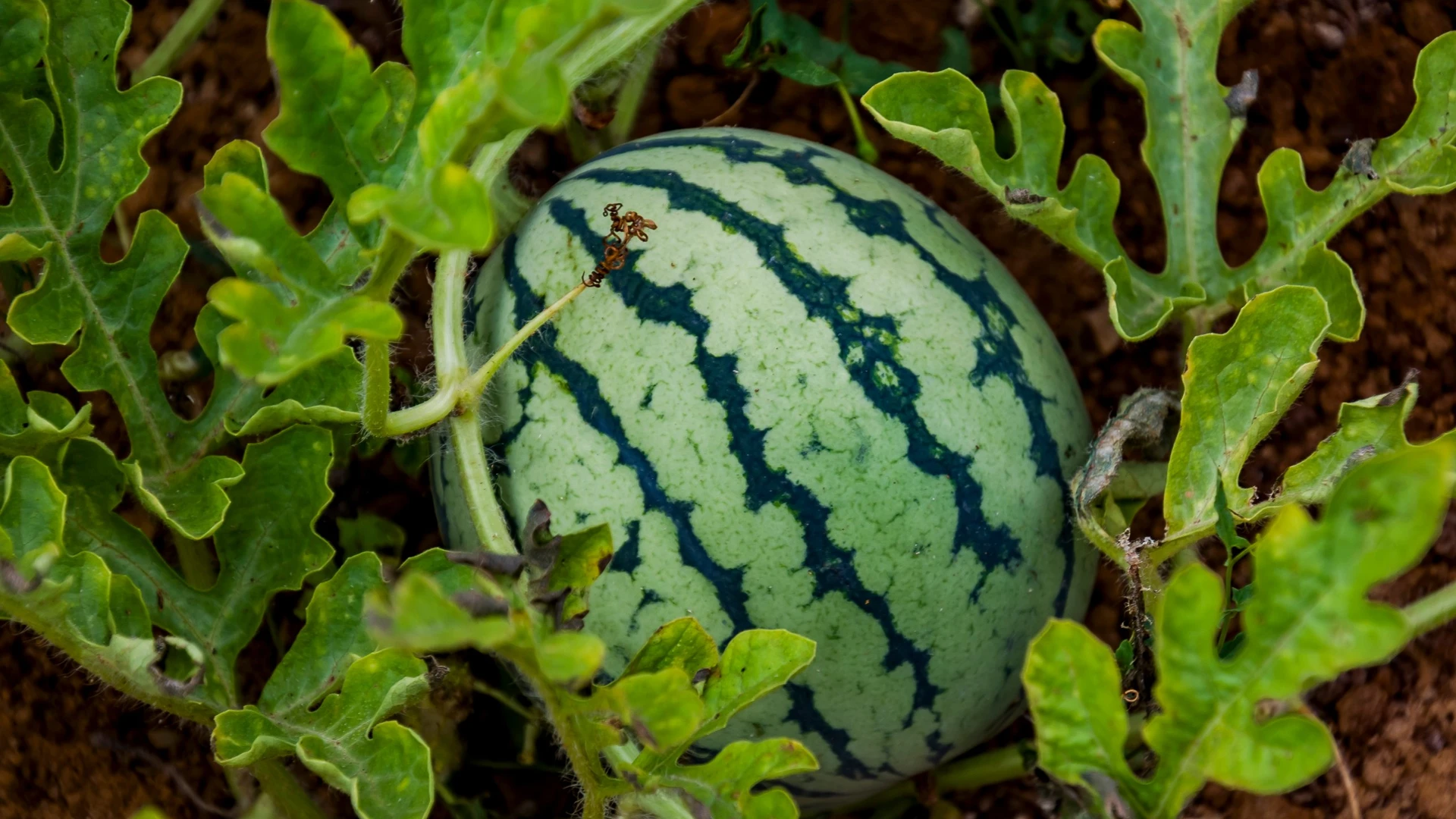 Melancia jovem com listras verde-escuras entre folhas e ramas, sobre solo avermelhado