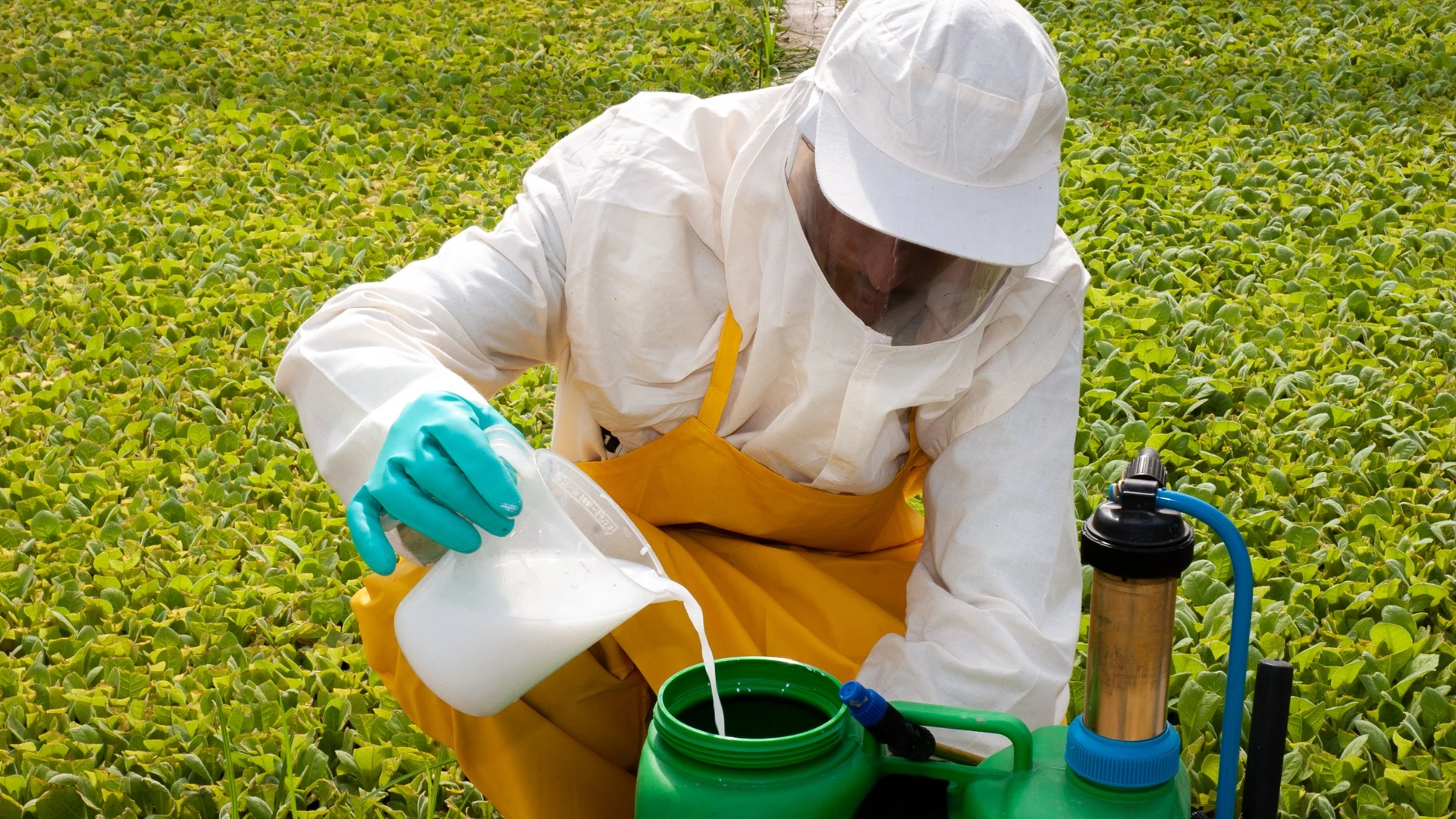 Trabalhador com macacão branco, avental amarelo e luvas pouring calda leitosa em pulverizador costal verde, em meio à lavoura