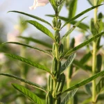 Planta de gergelim com cápsulas verdes ao longo da haste, folhas alongadas e uma flor rosada