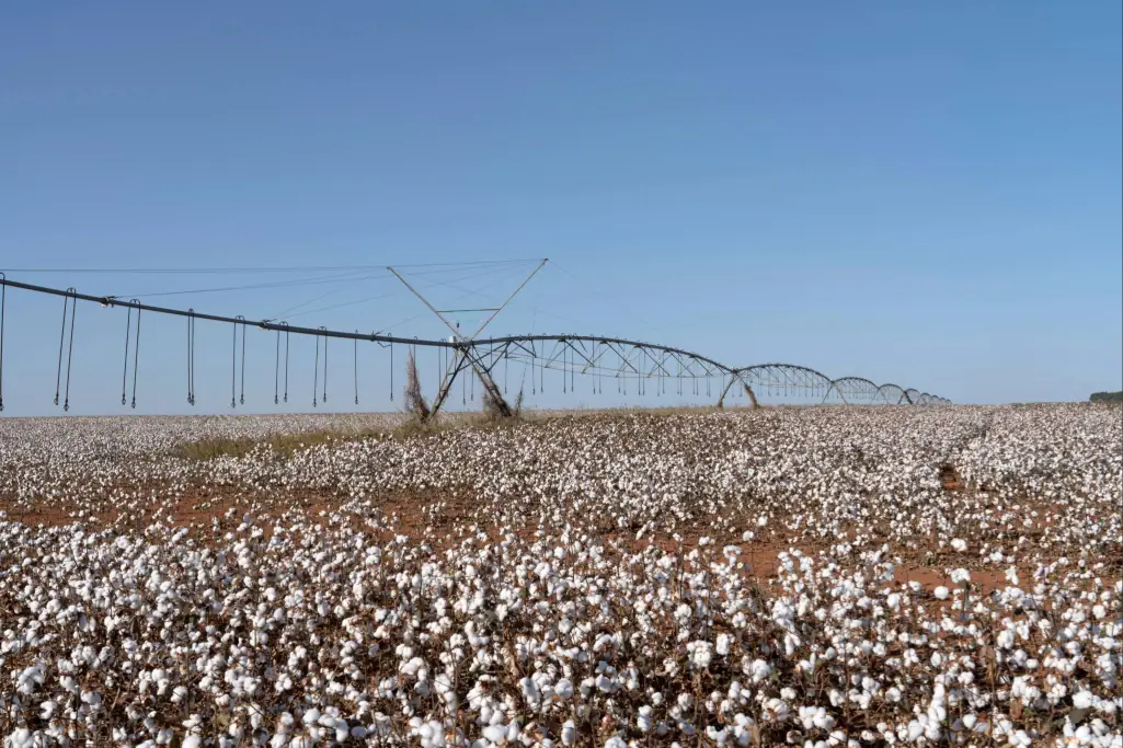 Vista panorâmica de um campo de algodão em fase de colheita com capulhos brancos abertos, atravessado por uma extensa estrutura metálica de pivô central de irrigação sob céu azul limpo.Vista panorâmica de um campo de algodão em fase de colheita com capulhos brancos abertos, atravessado por uma extensa estrutura metálica de pivô central de irrigação sob céu azul limpo.