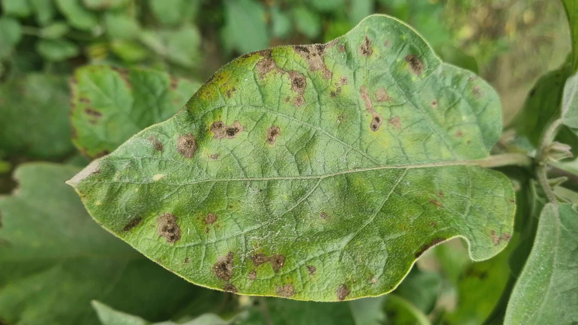 Folha de hortaliça com manchas marrons escuras e halo amarelado, sintoma típico da mancha de Alternaria.