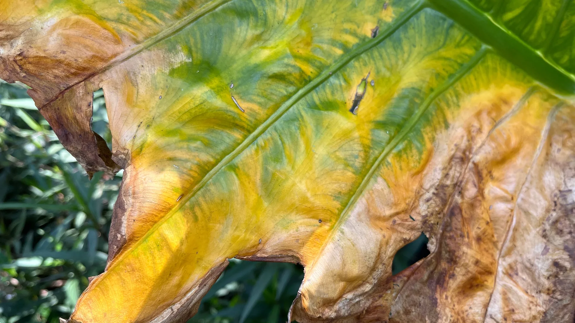 Folha com amarelecimento entre as nervuras e bordas secas e necrosadas, sinal de doença foliar em hortaliças.