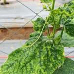 Folhas de pepino com mosaico, manchas amarelas e verde-escuras e deformação, em planta tutorada com tela