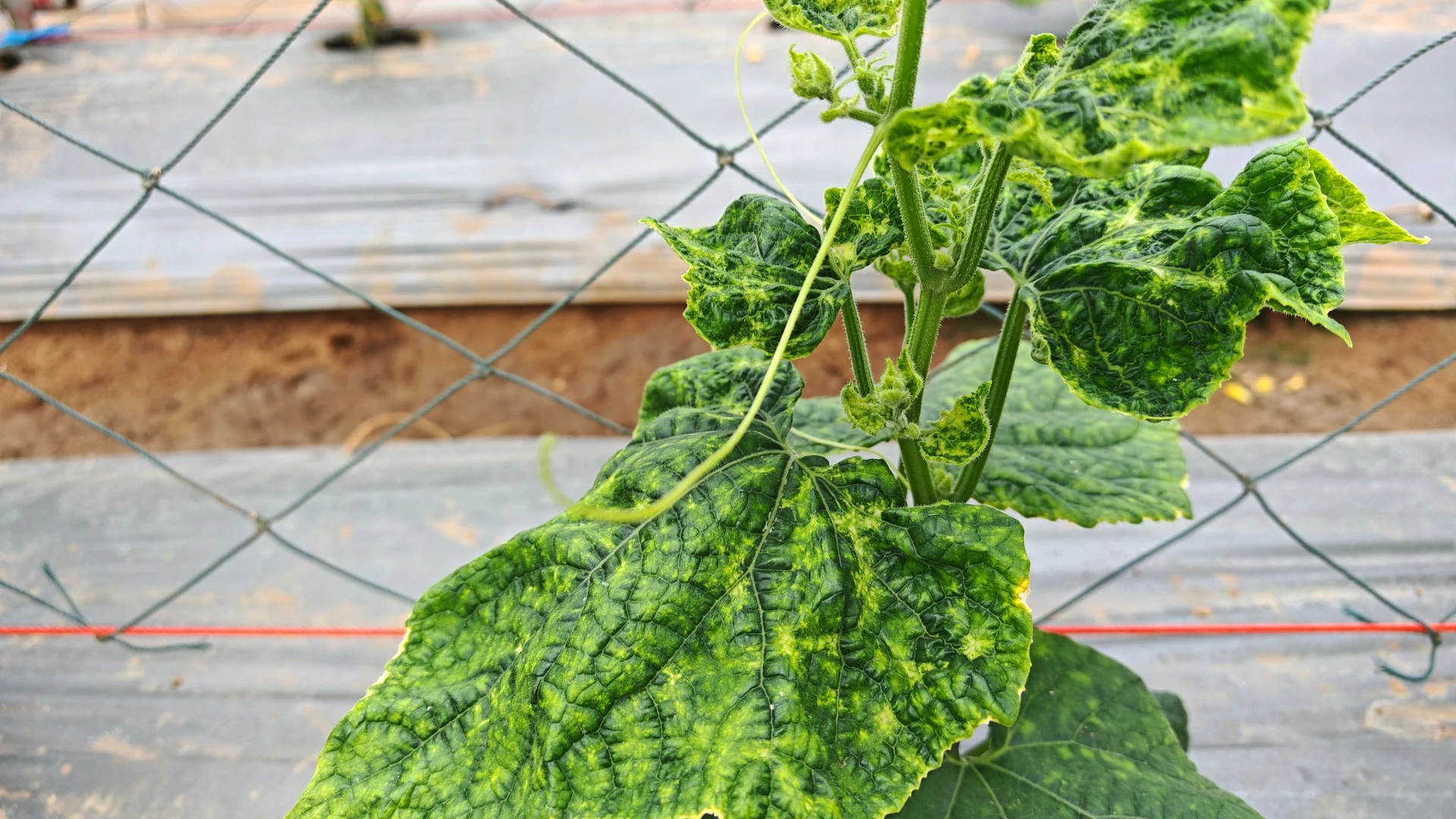Folhas de pepino com mosaico, manchas amarelas e verde-escuras e deformação, em planta tutorada com tela