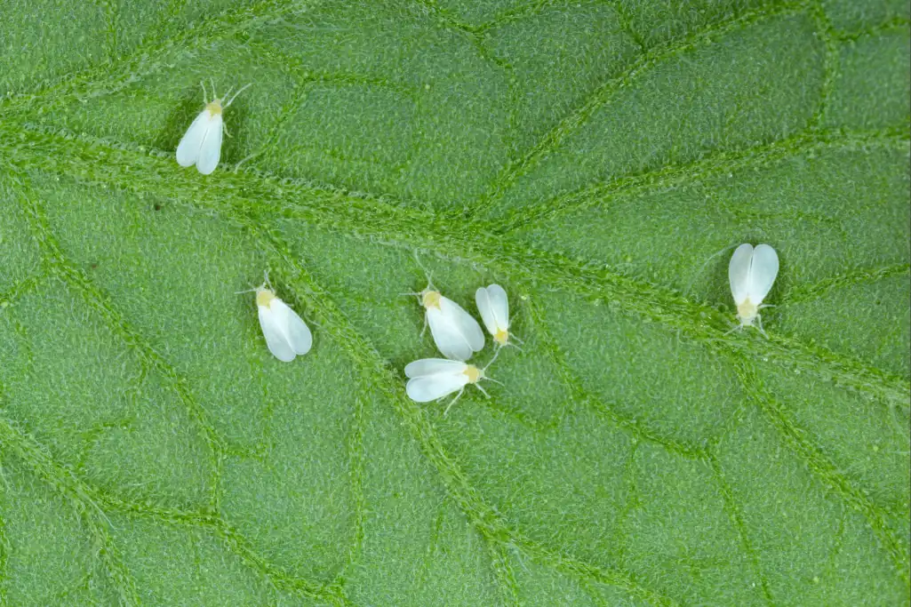 Fotomicrografia em plano aproximado mostrando vários espécimes adultos de mosca-branca (Bemisia tabaci) com asas brancas e corpos amarelados distribuídos na página inferior de uma folha verde.