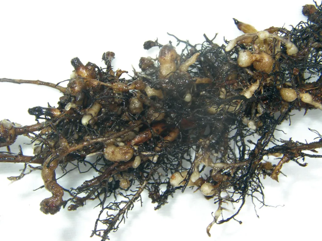Fotografia macro em fundo branco de raízes infestadas por nematoide-das-galhas (Meloidogyne spp.), exibindo deformações, espessamentos e nós arredondados ao longo das ramificações radiculares.