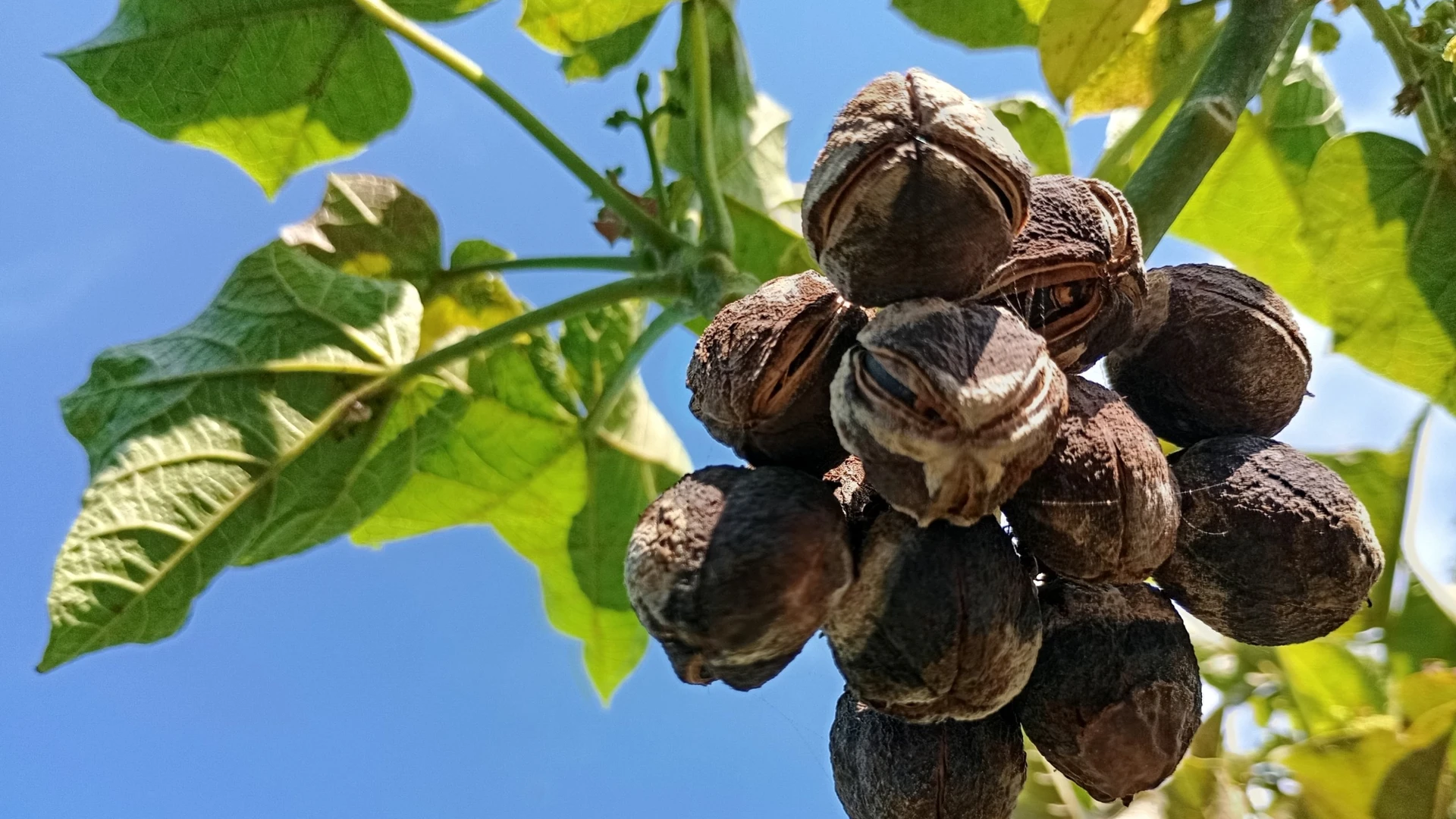 Cacho de frutos secos e escuros de pinhão-manso pendurado no galho, com folhas verdes e céu azul ao fundo