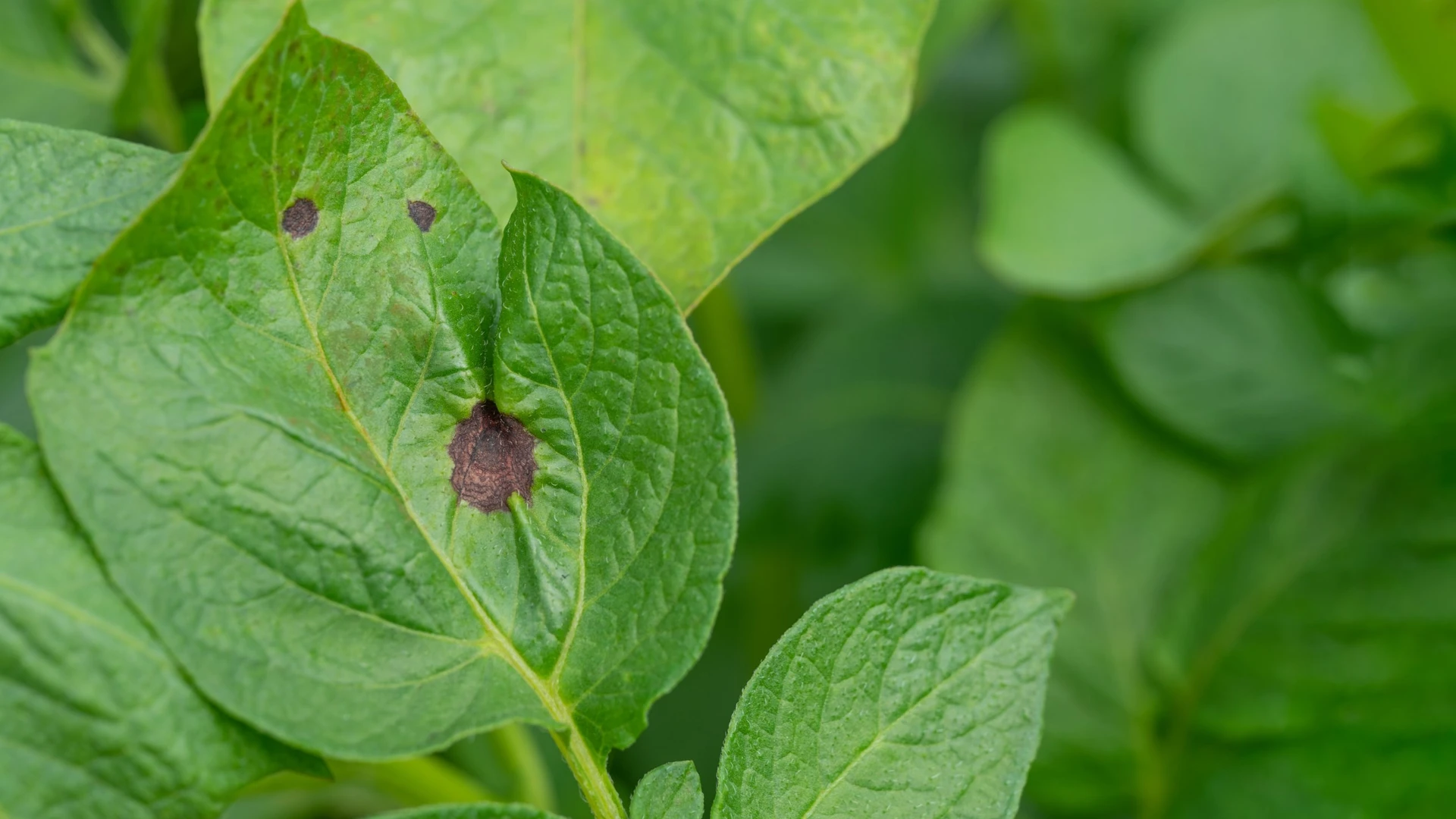 Folha verde de batateira com mancha marrom-escura circular no centro e pequenos pontos escuros, com folhagem desfocada ao fundo