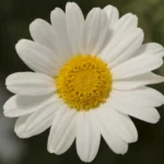 Flor de crisântemo com pétalas brancas e centro amarelo, com folhagem desfocada ao fundo
