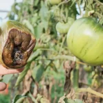 Mão segurando um tomate verde com podridão escura e enrugada, com tomateiros ao fundo