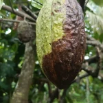 Fruto de cacau amarelo com grande mancha marrom-escura na parte inferior, sintoma de podridão-parda, preso ao tronco do cacaueiro