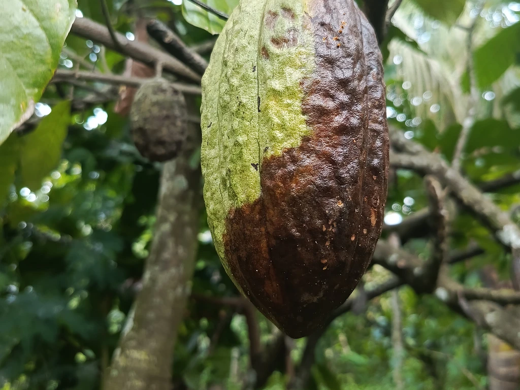 Fruto de cacau amarelo com grande mancha marrom-escura na parte inferior, sintoma de podridão-parda, preso ao tronco do cacaueiro