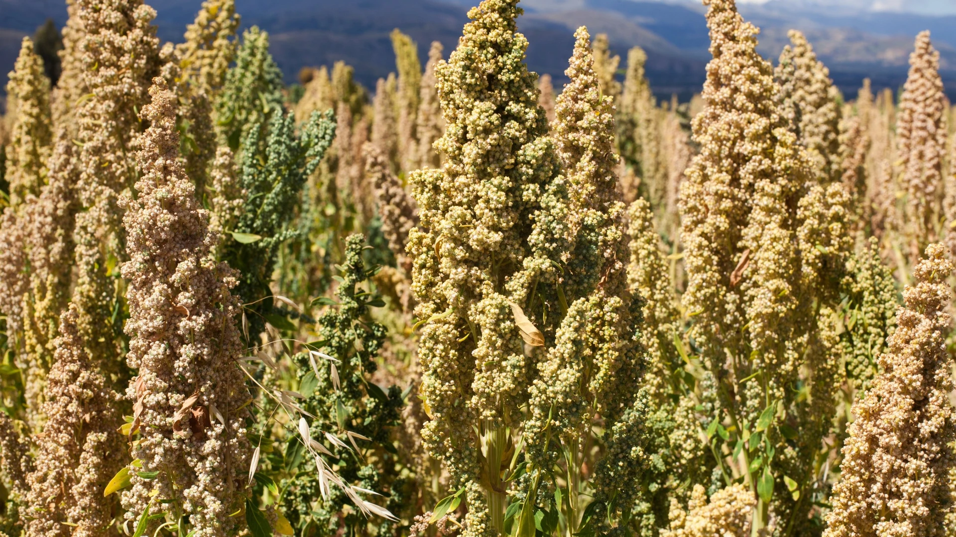 Panículas de quinoa em tons de verde e bege em um campo, com montanhas ao fundo