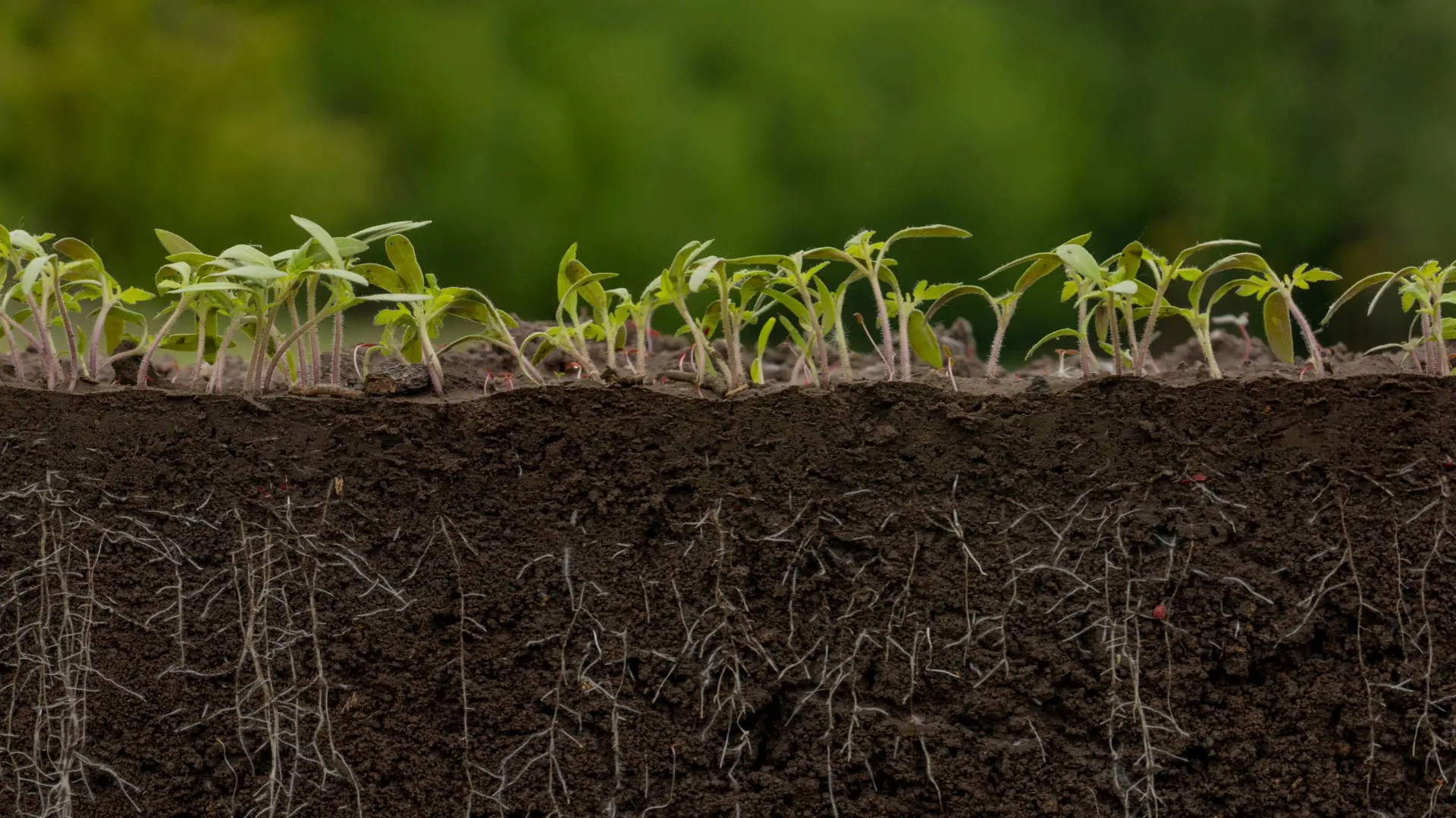 Fotografia em perfil transversal do solo mostrando uma fileira de plântulas de tomate na superfície e o seu sistema radicular ramificado a estender-se em profundidade através do perfil de terra escura.
