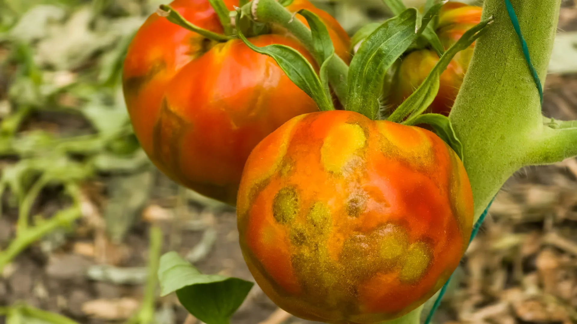 Tomates com amadurecimento irregular e manchas amareladas em anéis, sintoma do vira-cabeça transmitido por tripes.