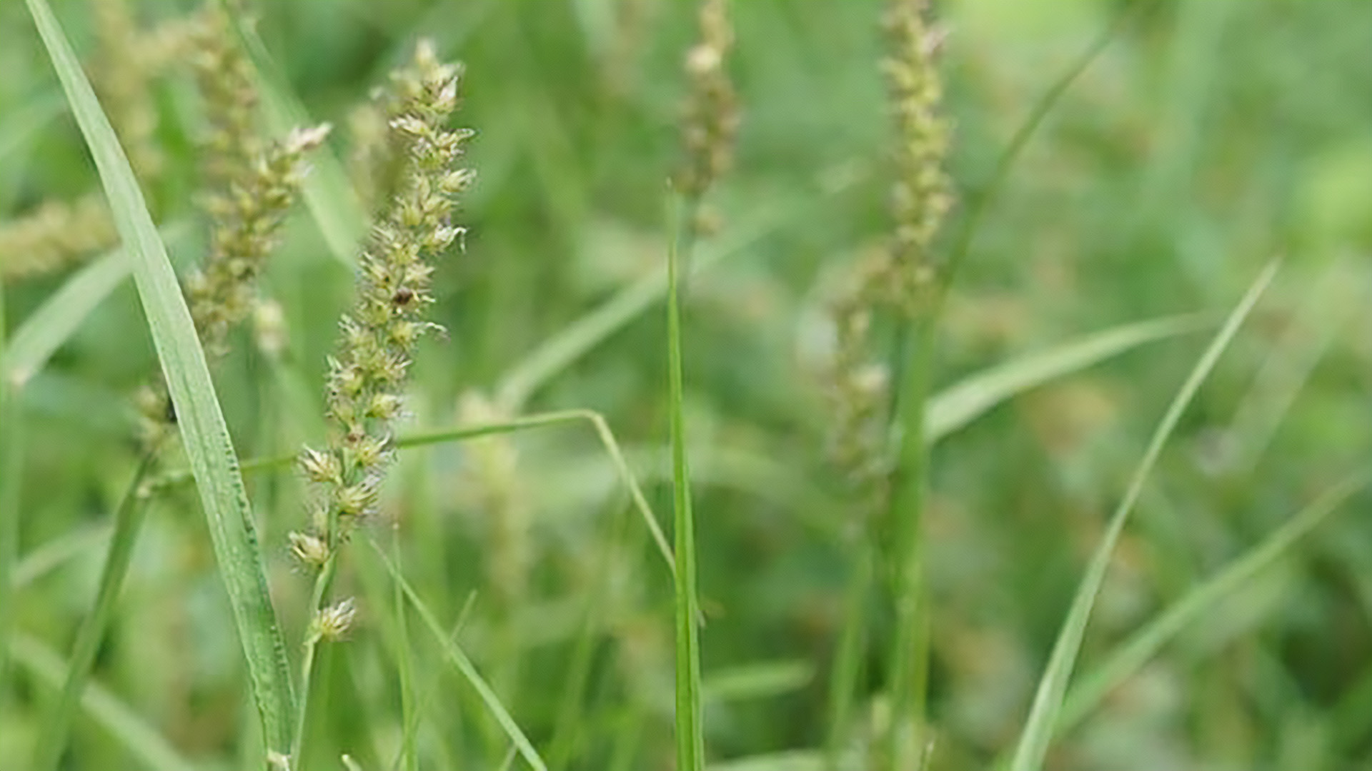 Manejo de plantas daninhas em sorgo: Dual Gold e outras ferramentas