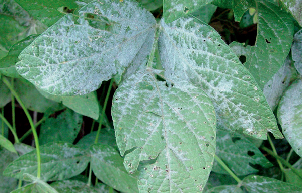 Sintoma de oídio em folhas de soja. Foto: Cláudia V. Godoy.