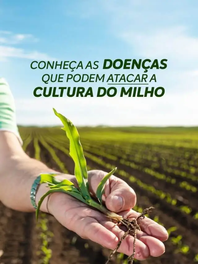 Cuidado com as doenças que podem atacar a cultura do milho!