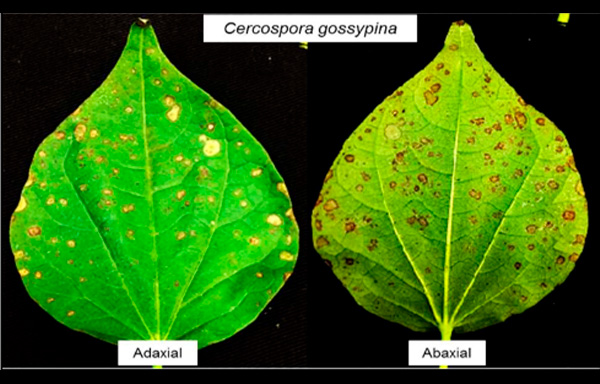 Sintomas de mancha-de-cercóspora em folha de algodão