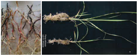 Sintomas da presença de nematoides do gênero Pratylenchus em raízes de cana-de-açúcar