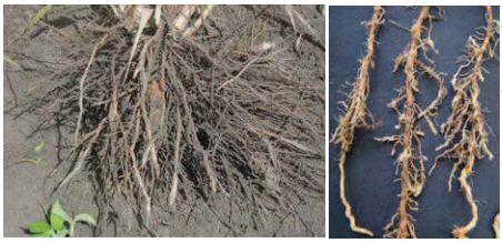 Galhas e engrossamentos decorrentes da presença de nematoides do gênero Meloidogyne em raízes de cana-de-açúcar