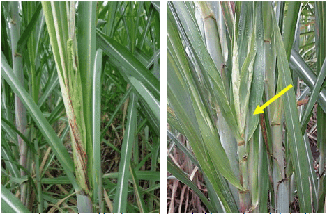 Sintoma da deformação conhecida como Pokkah-boeng, induzida pelo fungo causador da fusariose na cana-de-açúcar