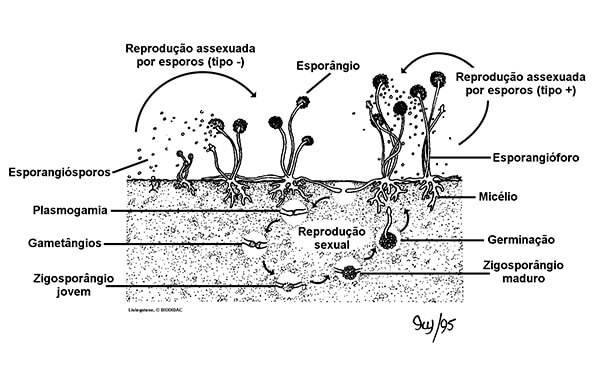 Esquema da esporulação e do processo reprodutivo dos fungos