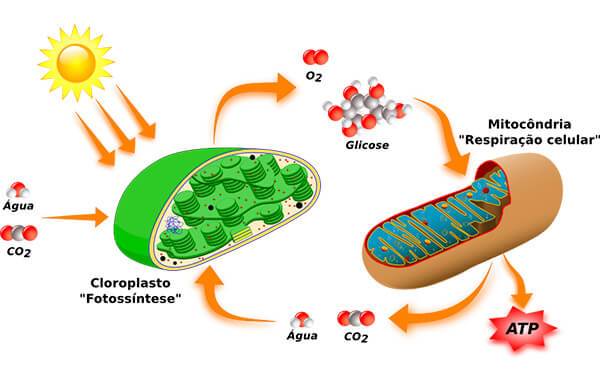 Papel das mitocôndrias na respiração celular das plantas