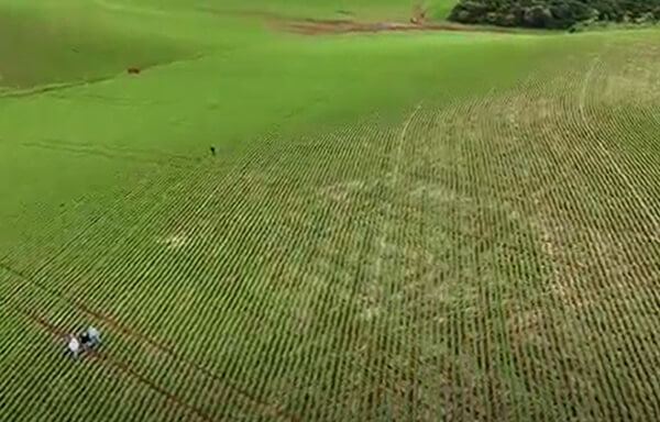 Imagem de drone da plantação de soja na Fazenda São Sebastião, Campos Novos, SC.