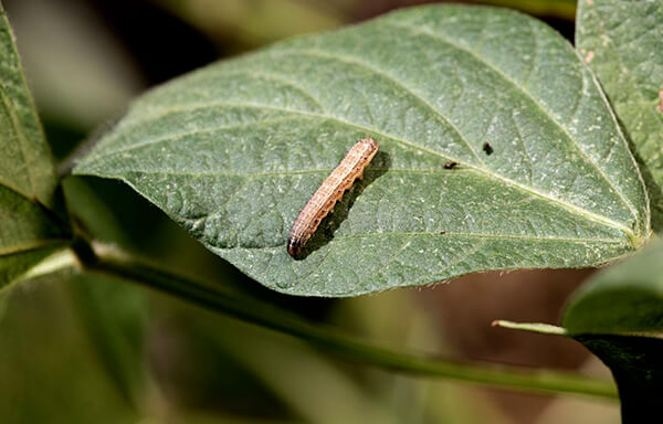 Lagarta da espécie Spodoptera frugiperda em folha de soja