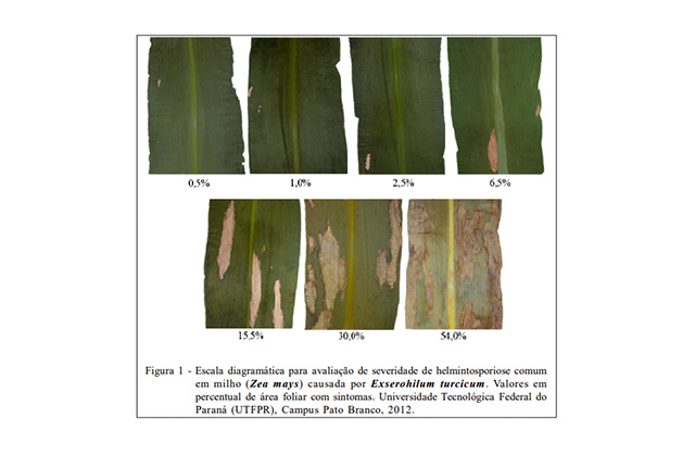 escala diagramática para avaliação de severidade de helmintosporiose em milho