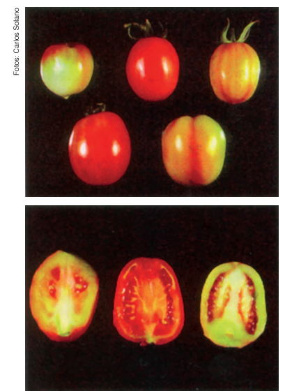 Amadurecimento irregular dos frutos de tomate em função da injeção de toxinas por adultos da mosca-branca, durante a alimentação do inseto. Fonte: Bôas et al., 2009.
