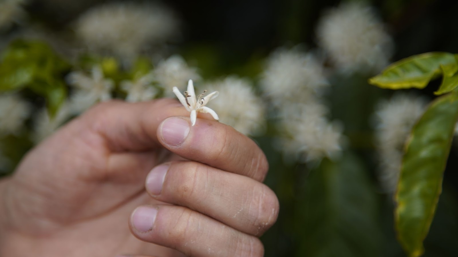 Dentre os impactos climáticos, está a florada principal tardia, na segunda quinzena de outubro. 