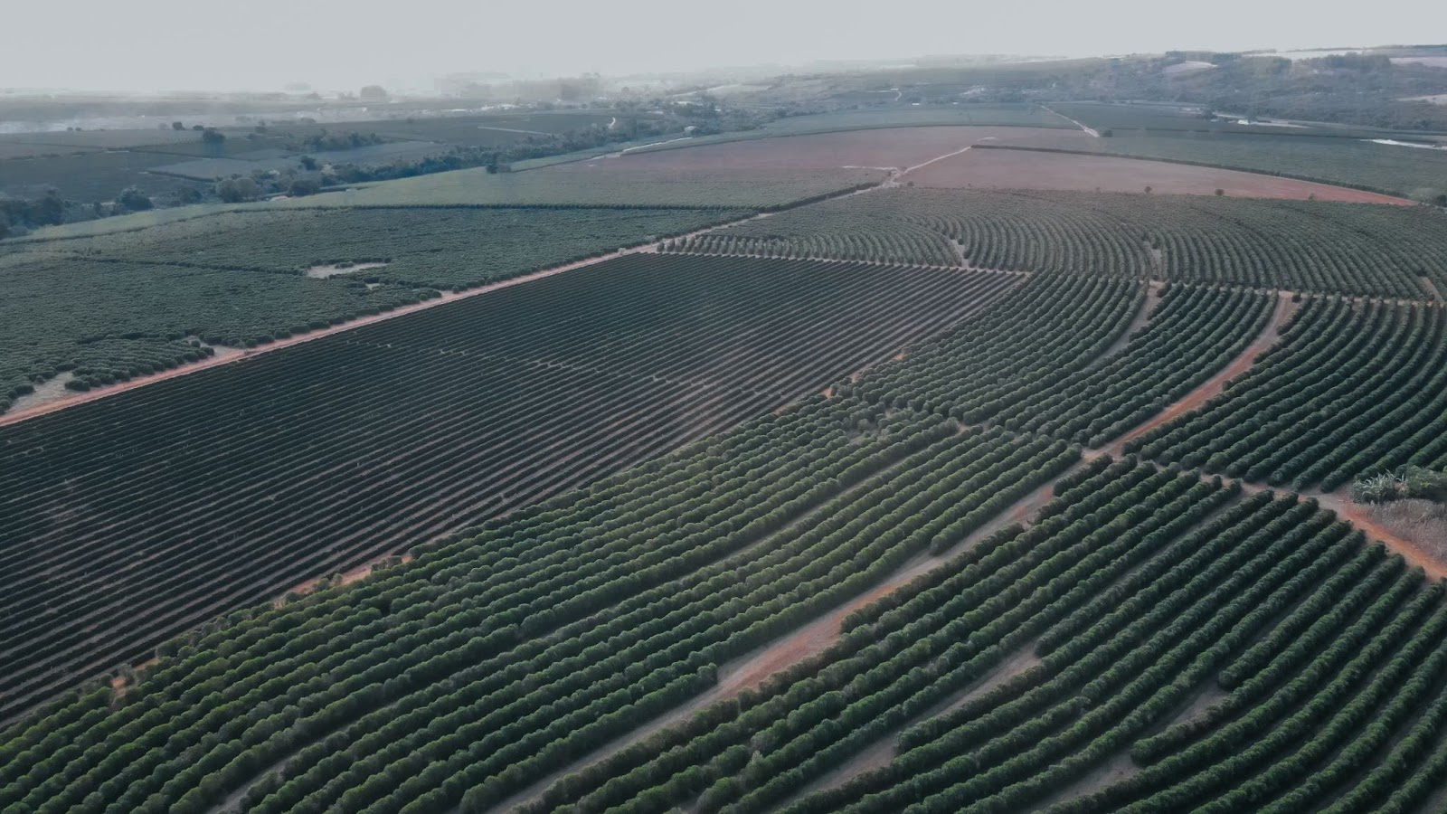 Lavouras cafeeiras em Minas Gerais. 