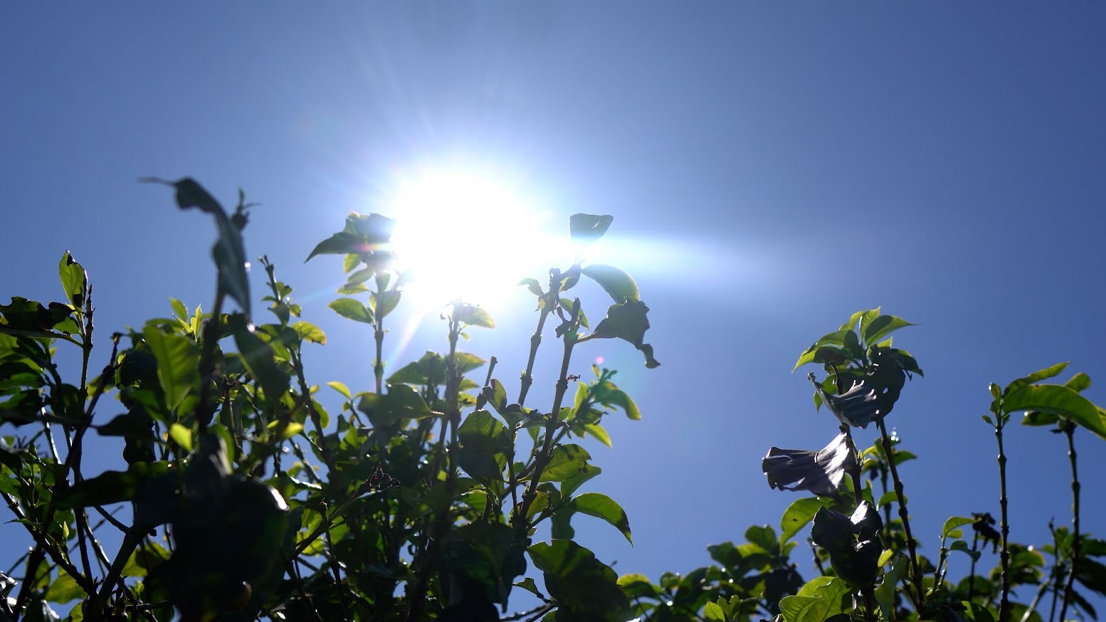 A foto exemplifica as lavouras de café em meio as altas temperaturas registradas no último ciclo, em várias regiões produtoras. 