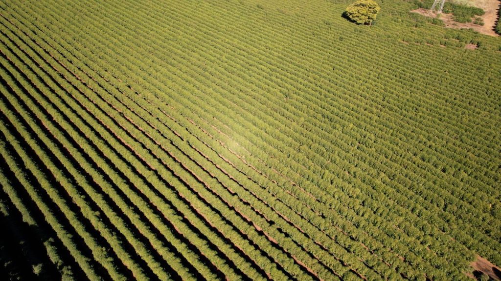 Lavoura de café em fazenda de Minas Gerais 