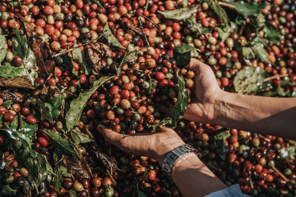 Colheita de café em fazenda de Minas Gerais 