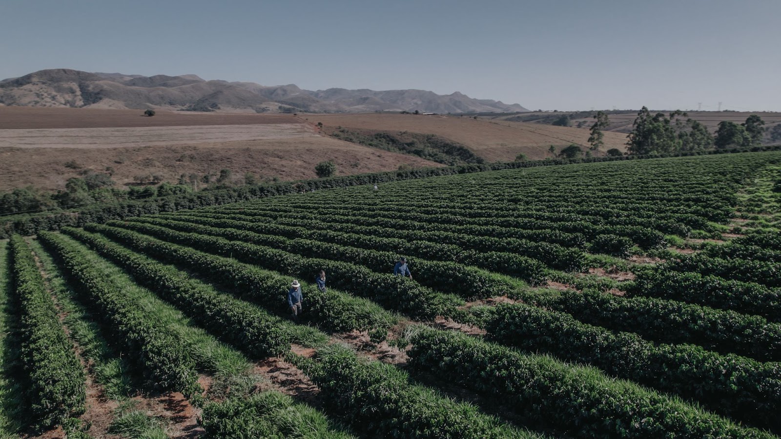 Lavoura cafeeira em Minas Gerais, durante a colheita em fazenda parceira da Nucoffee.